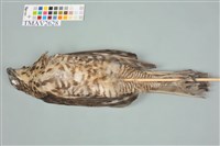 鳳頭蒼鷹藏品圖，第4張